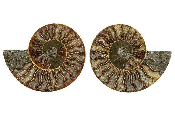 Cut & Polished, Agatized Ammonite Fossil - Madagascar #344492